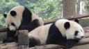 Chéngdū - Reuze Panda Broed Research Basis