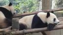 Chéngdū - Reuze Panda Broed Research Basis