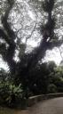 Singapore - Fort Canning Park