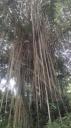 Singapore - Fort Canning Park
