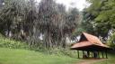 Singapore - Fort Canning Park