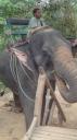 Ko Lanta - Ritje op een olifant