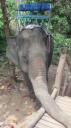 Ko Lanta - Ritje op een olifant