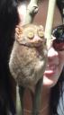 Sagbayan - Tarsier