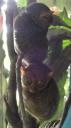 Sagbayan - Tarsier