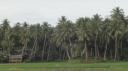 Bohol