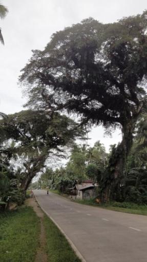 Bohol