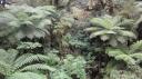 Te Anau-Milford Snelweg - Kloof Wandeling