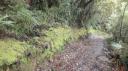 Franz Josef - Canavan’s Knob Wandeling