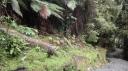 Franz Josef - Canavan’s Knob Wandeling