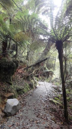 Franz Josef - Canavan’s Knob Wandeling