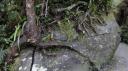Franz Josef - Ka Roimata o Hine Hukatere Wandeling