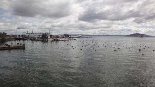 Rotorua - Rotorua Meer