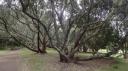 Auckland - Auckland Domein