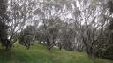 Auckland - Mt Eden