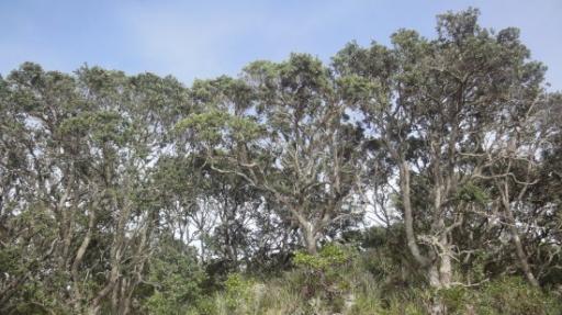 Rangitoto Eiland