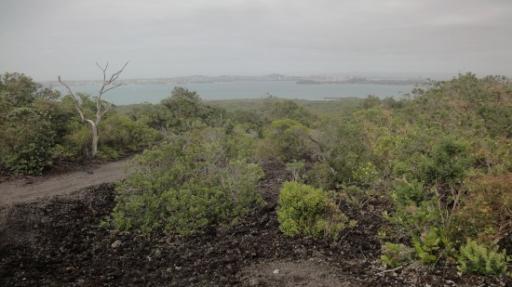 Rangitoto Eiland