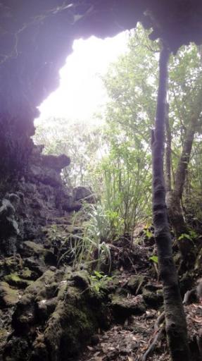 Rangitoto Eiland - Lava Grotten