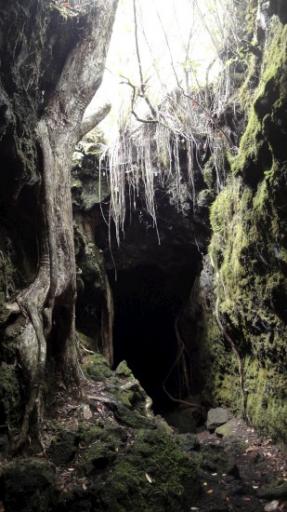 Rangitoto Eiland - Lava Grotten