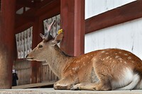 Nara 4