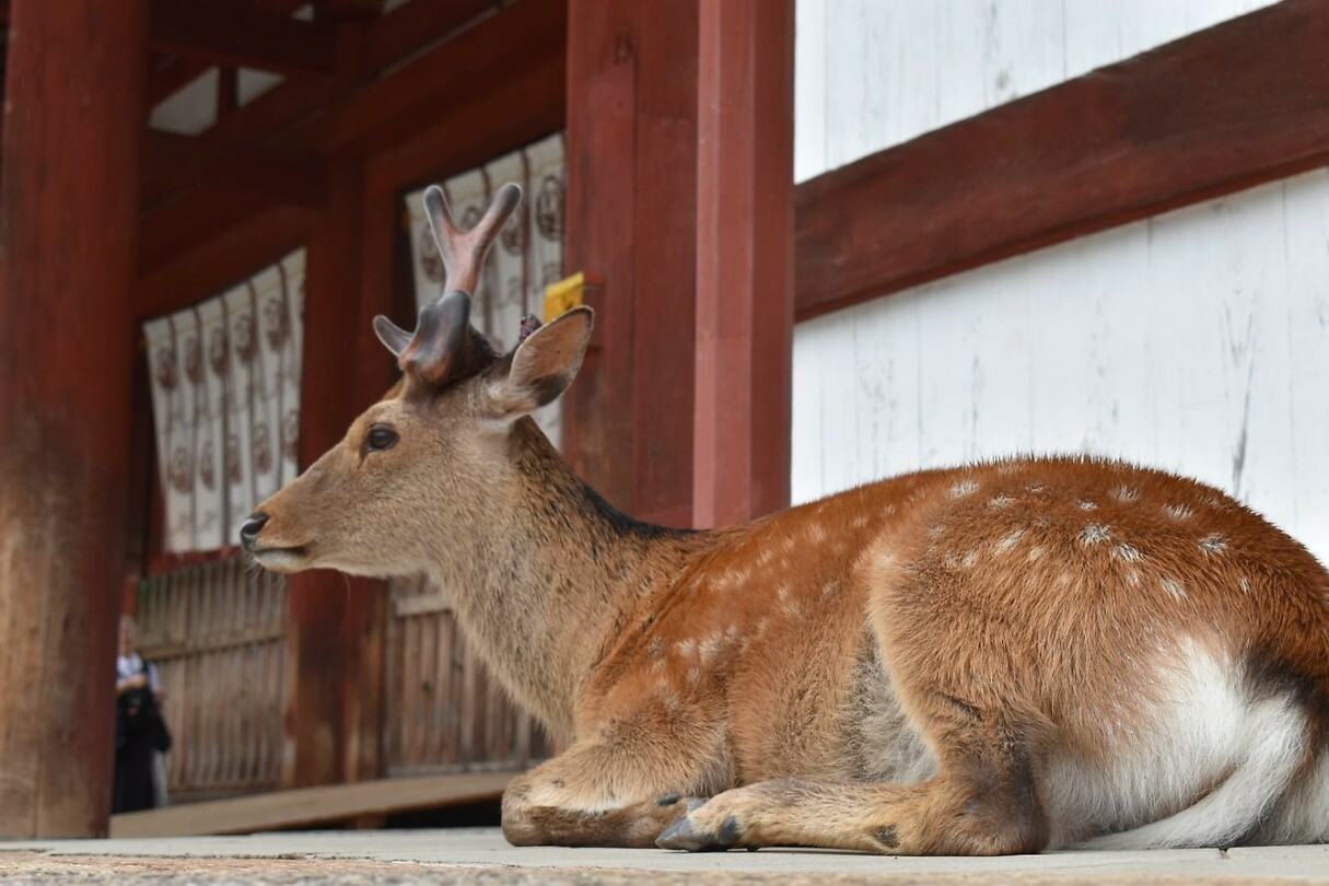 Nara 4