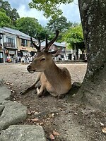 hert Miyajima