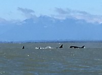 The killer whales (orka's)