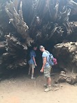 Wortels van een sequoia 😳 - Tuolumne Grove