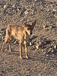 Coyote langs de kant van de weg