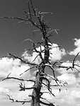 Bryce NP