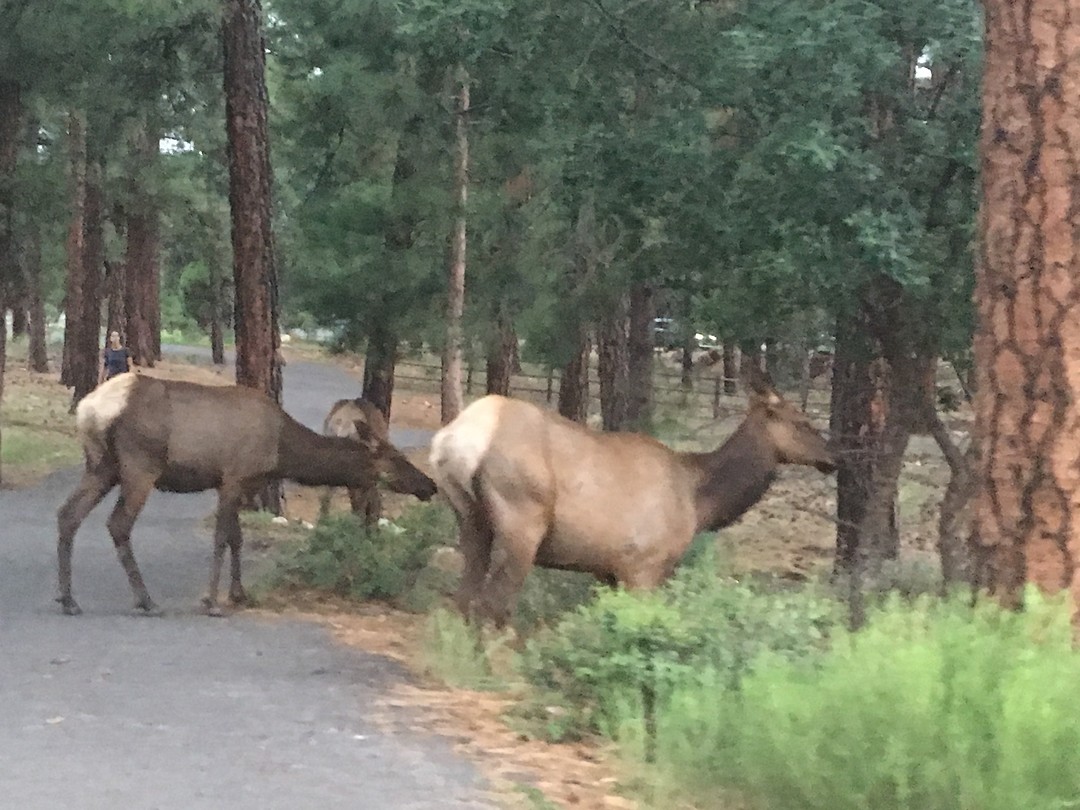 Elks ...