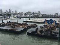 Zeeleeuwen bij Pier 39