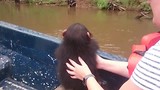 De Chimpanzee's voeren