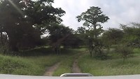 Safari Bandia Timelapse