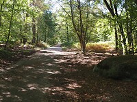 Forêt de Fontainebleau