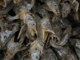 Angry fish
