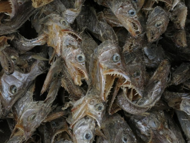 Angry fish