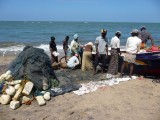 Vissers Negombo.