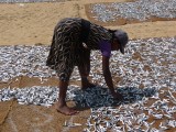 Sardientjes laten drogen op het strand van Negombo.