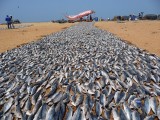 Makreel drogen op het strand van Negombo.