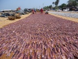 Inktvis drogen op het strand van Negombo.