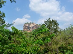 Leeuwenrots.