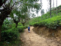 Pad door theeplantage naar Adam's Peak.