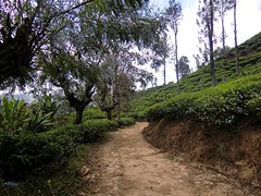 Op weg naar Adam's Peak.