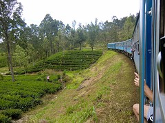 Foto genomen vanuit onze trein, met theeplukkers.