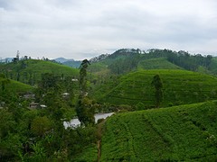 Theeplantage.
