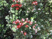 IMG_1296