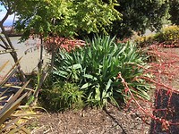 IMG_1298