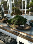 IMG_20171206_130216_resized_20171206_052559669