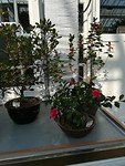 IMG_20171206_130146_1_resized_20171206_052600739